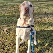 Thumbnail photo of Dodger #1