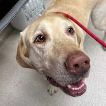 Thumbnail photo of Dodger #2