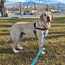 Thumbnail photo of Dodger #3