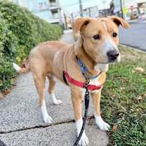 Thumbnail photo of Papa Bear #2