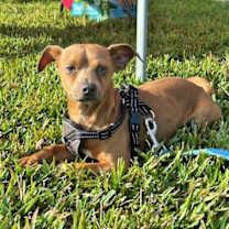 Thumbnail photo of Beau #1