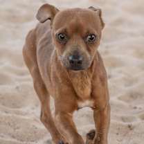 Thumbnail photo of Beau #3