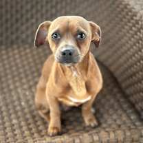 Thumbnail photo of Beau #4