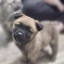 Thumbnail photo of Chip #2