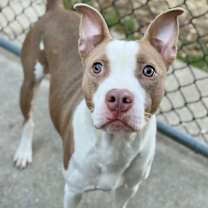 Thumbnail photo of Didi #1