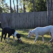 Thumbnail photo of Addy #4