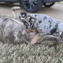 Thumbnail photo of Toby #3