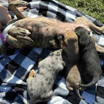 Thumbnail photo of Toby #4