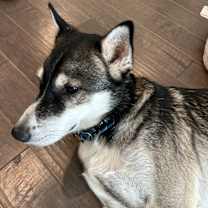 Thumbnail photo of Miles #1