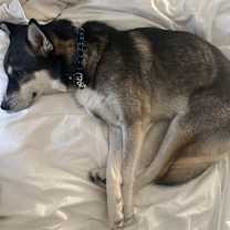 Thumbnail photo of Miles #4