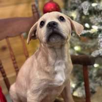 Thumbnail photo of Vegas~adopted! #2