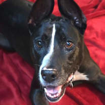 Thumbnail photo of Harley #1