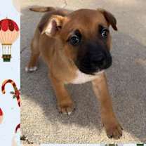 Thumbnail photo of Brutus #1