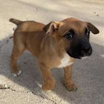 Thumbnail photo of Brutus #2