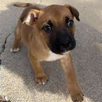 Thumbnail photo of Brutus #3