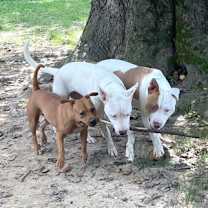 Thumbnail photo of Tracie #2