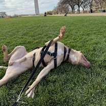 Thumbnail photo of Oni #2