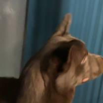 Thumbnail photo of Aleu #4