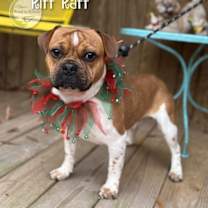 Thumbnail photo of Riff Raff #2