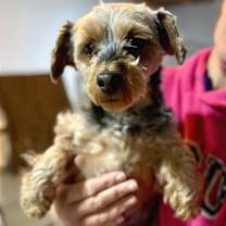 Thumbnail photo of Lucy #4