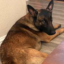 Thumbnail photo of Brutus #1