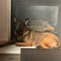 Thumbnail photo of Brutus #3