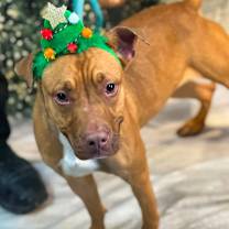 Thumbnail photo of Ramona #4