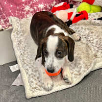 Thumbnail photo of Amelia #1