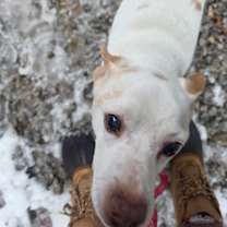 Thumbnail photo of Krypto #3