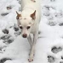 Thumbnail photo of Krypto #4