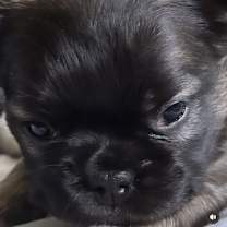 Thumbnail photo of Stormy #4