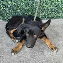 Thumbnail photo of Spider* #2