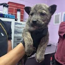 Thumbnail photo of 59947001 #1