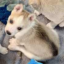 Thumbnail photo of TWINKY #1