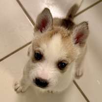 Thumbnail photo of TWINKY #2