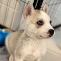 Thumbnail photo of TWINKY #3