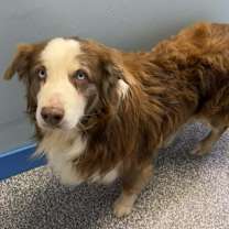 Thumbnail photo of Cheesecake #2