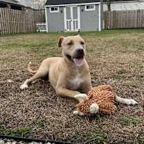 Thumbnail photo of Dawson #1