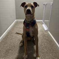 Thumbnail photo of Dawson #2