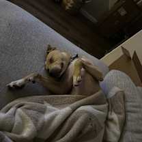 Thumbnail photo of Dawson #3