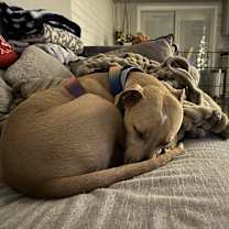 Thumbnail photo of Dawson #4