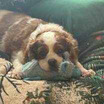 Thumbnail photo of Paris #3