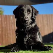 Thumbnail photo of Stevie #3