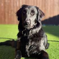 Thumbnail photo of Stevie #4