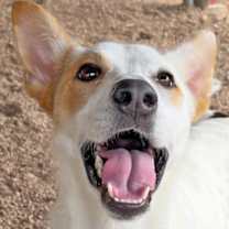 Thumbnail photo of Ellie #1