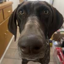 Thumbnail photo of Liberty Belle #4