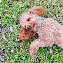 Thumbnail photo of Stud #4