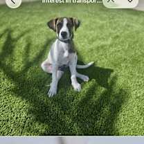 Thumbnail photo of Khloe #4