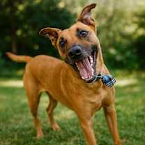 Thumbnail photo of Scooby #1