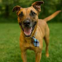 Thumbnail photo of Scooby #2